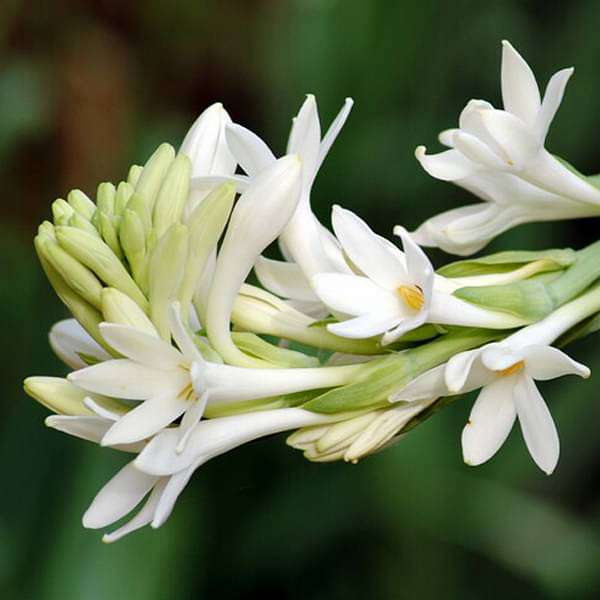 Asperata Flower seeds for Planting Hardy Variety, Heirloom & GMO Free Seeds for Home Garden vegetable and garden seeds