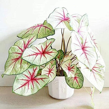 White Caladium Flower seeds for Planting - Colorful Display, Heirloom & GMO Free Seeds for Home Garden