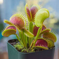 Green Sundew Flower seeds for Planting Compact Growth, Heirloom & GMO Free Seeds for Home Garden seeds for planting
