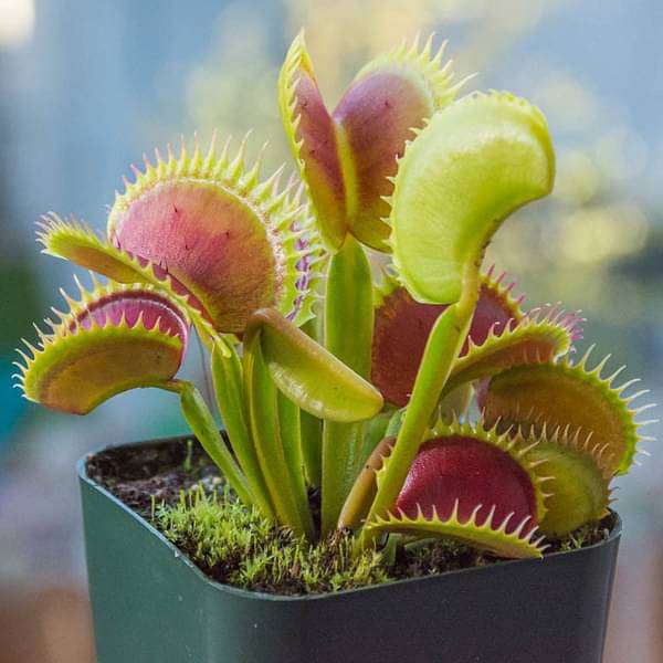 Green Sundew Flower seeds for Planting Compact Growth, Heirloom & GMO Free Seeds for Home Garden seeds for planting