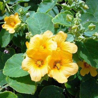 Heirloom Mallow Flower seeds for Planting Cottage Garden Essential Heirloom & GMO Free Seeds for Home Garden