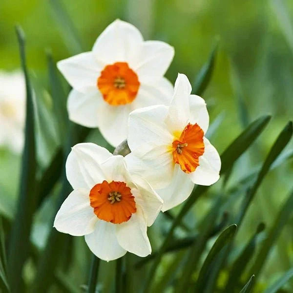 White and Orange Daffodil Seeds for Planting