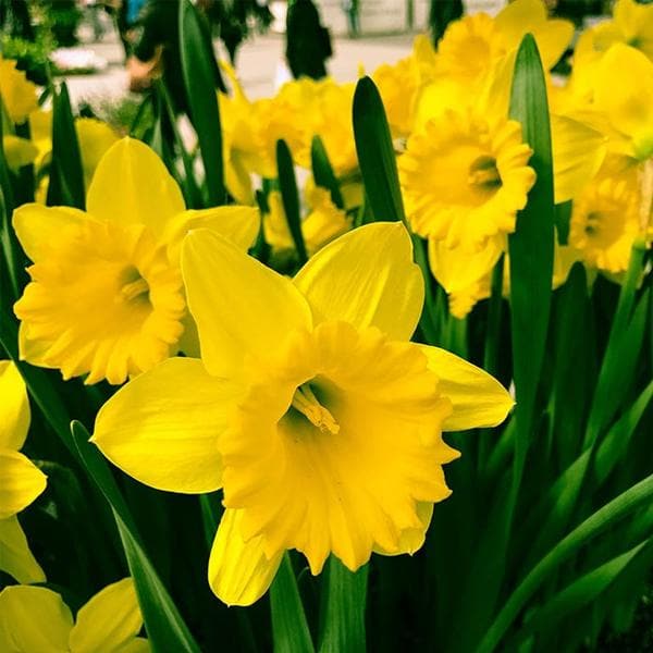 Premium Narcissus Asturiensis Flower seeds for Planting Perfect for Borders, Heirloom & GMO Free Seeds for Home Garden seeds