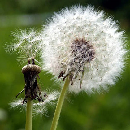 Premium White Dandelion Flower seeds for Planting Colorful Display, Heirloom & GMO Free Seeds for Home Garden seeds