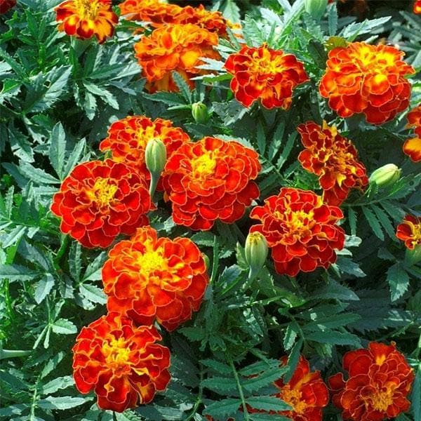 High quality Multi Colored Marigold Flower seeds for Planting Drought Tolerant, Heirloom & GMO Free Seeds for Home Garden seeds pack