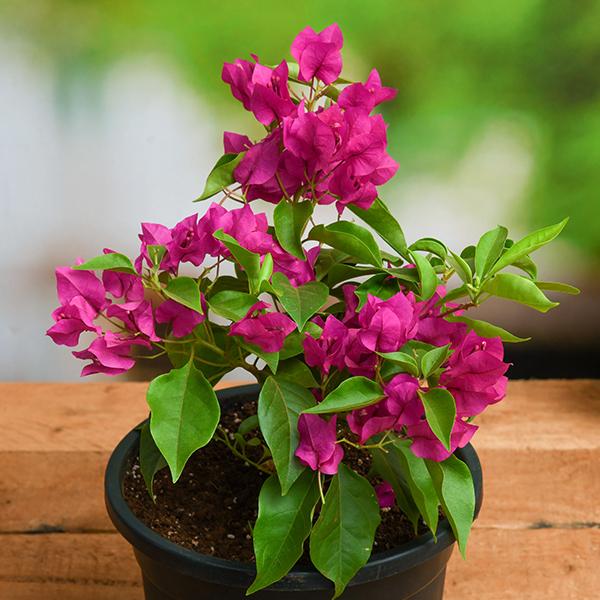Pink Bougainvillea Flower Seeds For Stunning Floral Arrangements | Ideal Planting