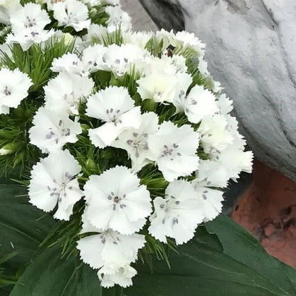 Dianthus Flower Seed Flower seeds for Planting Hardy Variety Heirloom & GMO Free Seeds for Home Garden