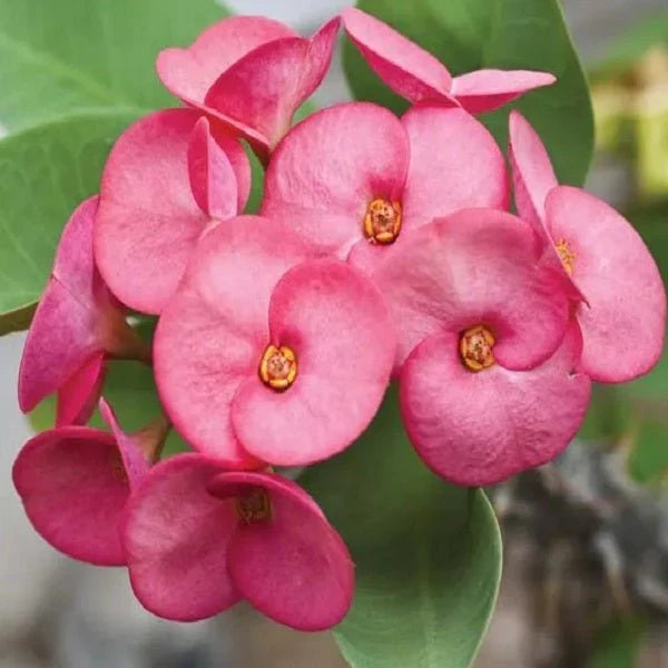 Euphorbia Flower seeds for Planting Low Maintenance Heirloom & GMO Free Seeds for Home Garden vegetable and garden seeds