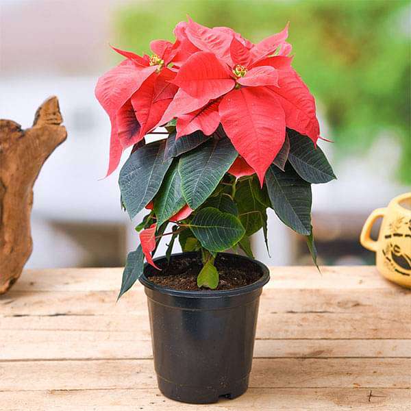 High quality Mixed Poinsettia Flower seeds for Planting Shade Tolerant, Heirloom & GMO Free Seeds for Home Garden seeds pack