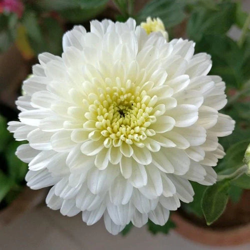 Chrysanthemum Flower Seeds Green White Flower seeds for Planting Drought Tolerant, Heirloom & GMO Free Seeds for Home Garden seeds for planting