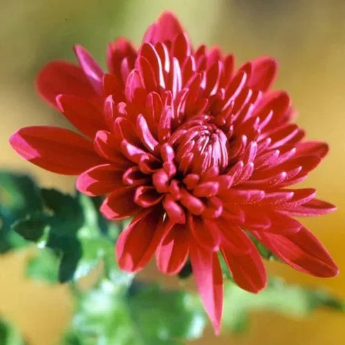 Chrysanthemum Red Flower seeds for Planting Cut Flower Favorite, Heirloom & GMO Free Seeds for Home Garden seeds for planting