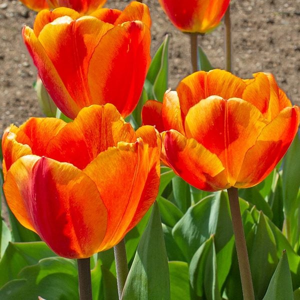 High quality Orange Tulip Flower seeds for Planting Easy to Grow, Heirloom & GMO Free Seeds for Home Garden seeds pack