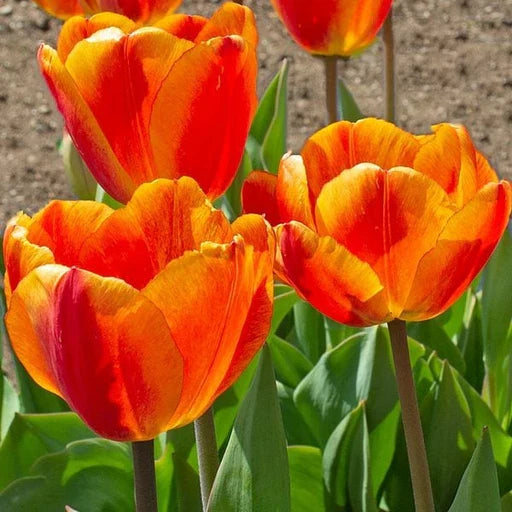 High quality Tulip Orange Flower seeds for Planting Drought Tolerant, Heirloom & GMO Free Seeds for Home Garden seeds pack