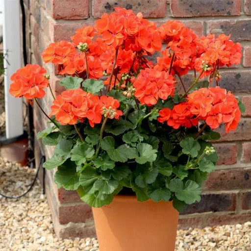 Premium Geraniums Orange Flower seeds for Planting Colorful Display, Heirloom & GMO Free Seeds for Home Garden seeds