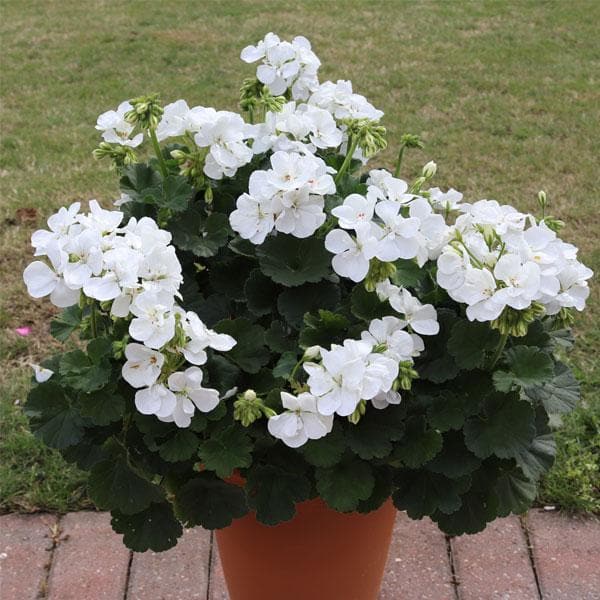 White Geranium Pelargonium Flower seeds for Planting Drought Tolerant, Heirloom & GMO Free Seeds for Home Garden vegetable and garden seeds