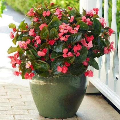 Burgundy Begonia Flower seeds for Planting Easy to Grow, Heirloom & GMO Free Seeds for Home Garden seeds for planting