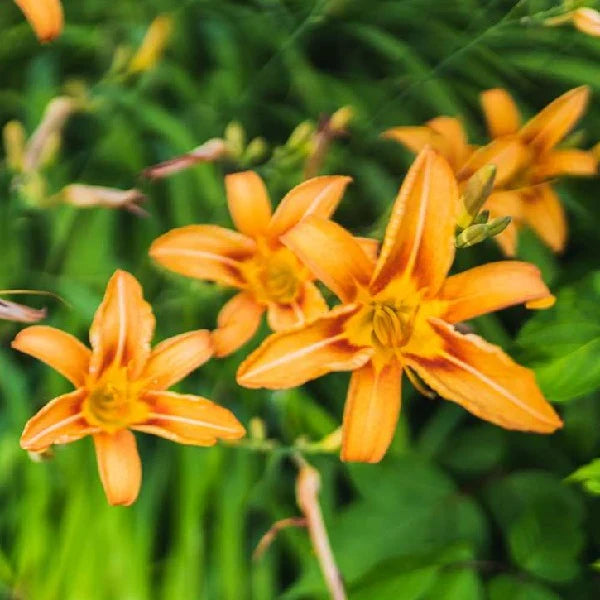 High quality Orange Hemerocallis Flower seeds for Planting Fragrant Blossoms, Heirloom & GMO Free Seeds for Home Garden seeds pack
