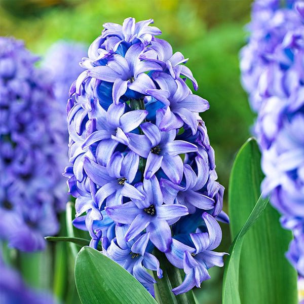 Premium Blue Hyacinth Flower seeds for Planting Perfect for Borders, Heirloom & GMO Free Seeds for Home Garden seeds