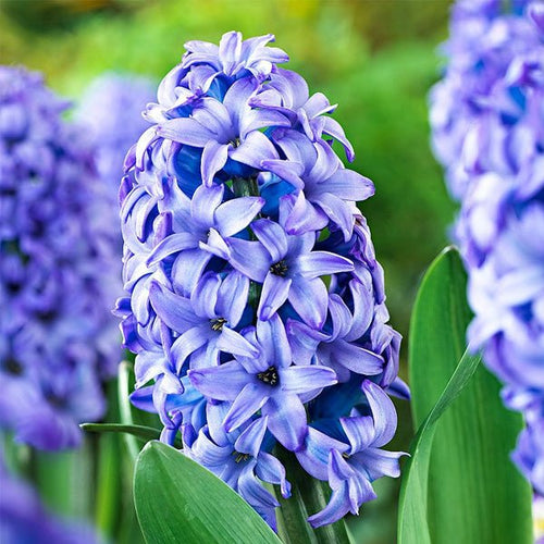 Premium Blue Hyacinth Flower seeds for Planting Perfect for Borders, Heirloom & GMO Free Seeds for Home Garden seeds