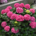 Hydrangea Pink Flower seeds for Planting Fragrant Blossoms, Heirloom & GMO Free Seeds for Home Garden seeds for planting