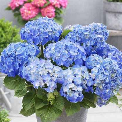 Sky Blue Univalve Geranium Flower seeds for Planting Low Maintenance Heirloom & GMO Free Seeds for Home Garden