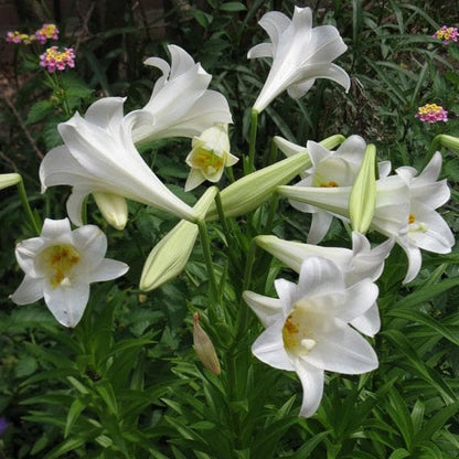 Lilium Longiflorum Flower seeds for Planting Premium Quality Heirloom & GMO Free Seeds for Home Garden