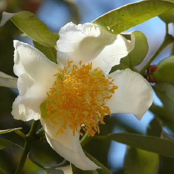 Premium Eggflowers Flower seeds for Planting Shade Tolerant, Heirloom & GMO Free Seeds for Home Garden seeds