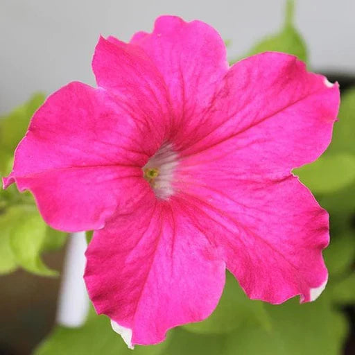 Cerise Pink Petunia Flower seeds for Planting - Seasonal Bloomer, Heirloom & GMO Free Seeds for Home Garden