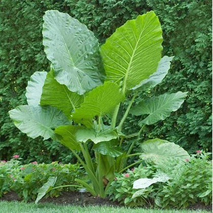 Alocasia Macrorrhiza Flower seeds for Planting Bright Blooms, Heirloom & GMO Free Seeds for Home Garden vegetable and garden seeds