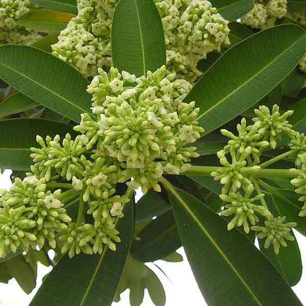 Ilex Paraguayensis Flower Seeds for Planting and Gardening vegetable and garden seeds