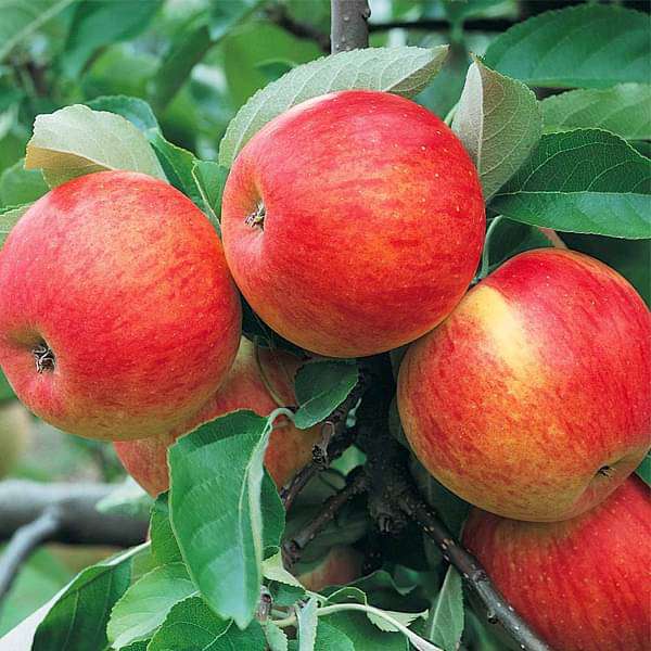 Apple Seed Planting Mix for Home Gardens - Evergrowseeds