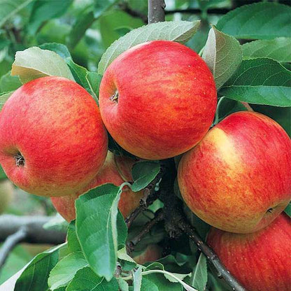Apple Seed Planting Mix for Home Gardens - Evergrowseeds