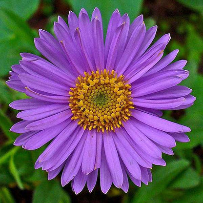 Heirloom Aster Flower seeds for Planting Wildflower Mix Heirloom & GMO Free Seeds for Home Garden