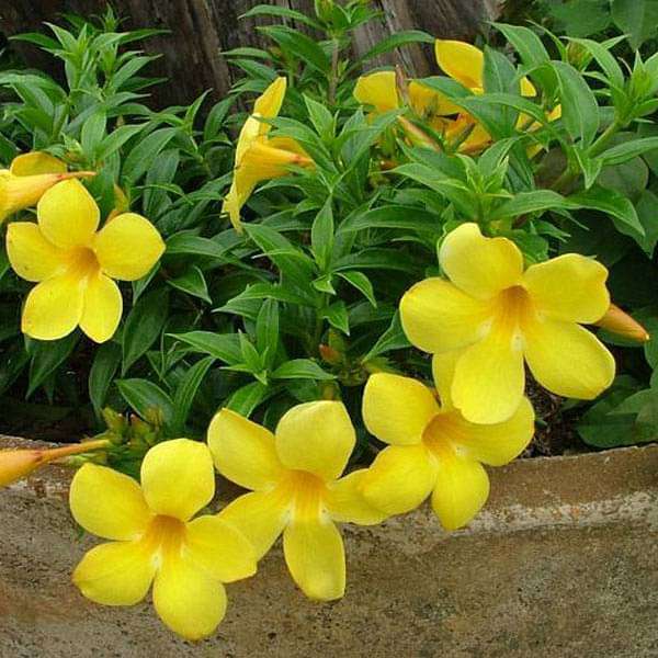 Heirloom Allamanda Flower seeds for Planting Sun Loving Heirloom & GMO Free Seeds for Home Garden