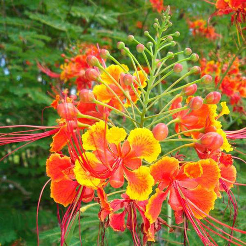 Caesalpinia Flower seeds for Planting Colorful Display Heirloom & GMO Free Seeds for Home Garden seeds for planting