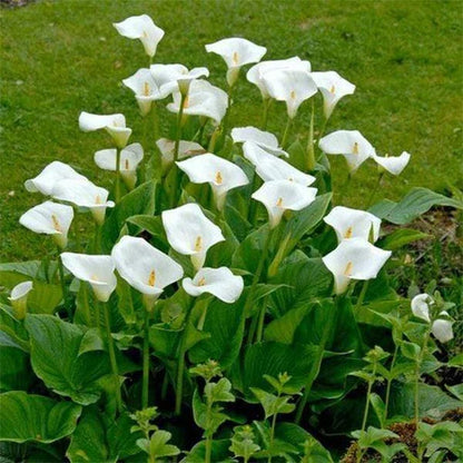 White Calla Lily Flower seeds for Planting - Colorful Display, Heirloom & GMO Free Seeds for Home Garden