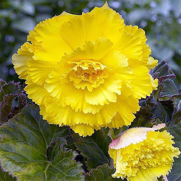 Premium Yellow Caryophyllus Flower seeds for Planting Long Bloom Season, Heirloom & GMO Free Seeds for Home Garden seeds