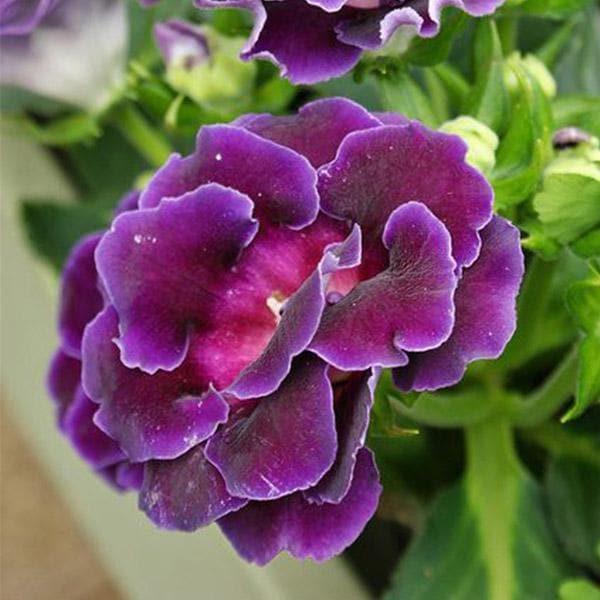 Premium Pink Purple Gloxinia Flower seeds for Planting Compact Growth, Heirloom & GMO Free Seeds for Home Garden seeds