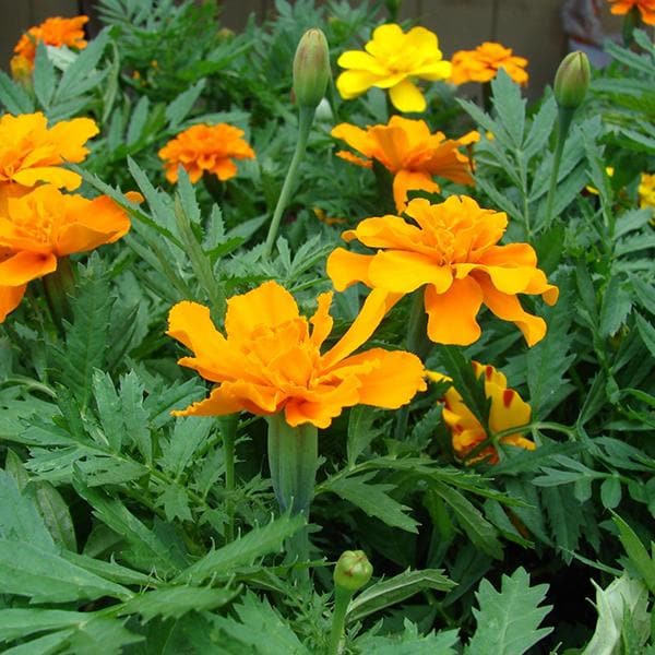 Premium Yellow Signet Marigold Flower seeds for Planting Compact Growth, Heirloom & GMO Free Seeds for Home Garden seeds