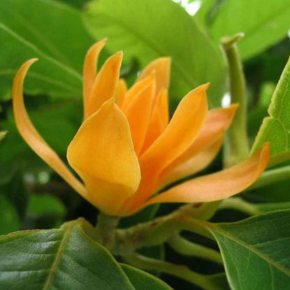 Champa Flower seeds for Planting - Fragrant Blossoms, Heirloom & GMO Free Seeds for Home Garden