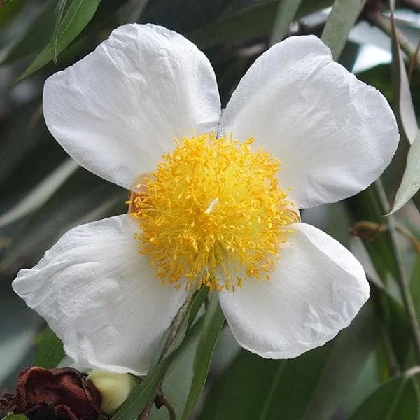 Eggflowers Flower seeds for Planting Shade Tolerant, Heirloom & GMO Free Seeds for Home Garden seeds for planting