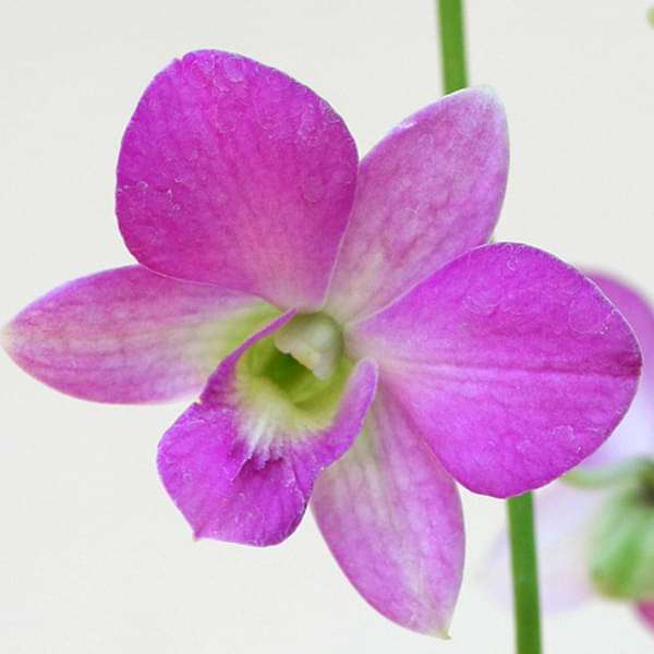 Premium Violet Hydroponic Orchid Flower seeds for Planting Bright Blooms, Heirloom & GMO Free Seeds for Home Garden seeds
