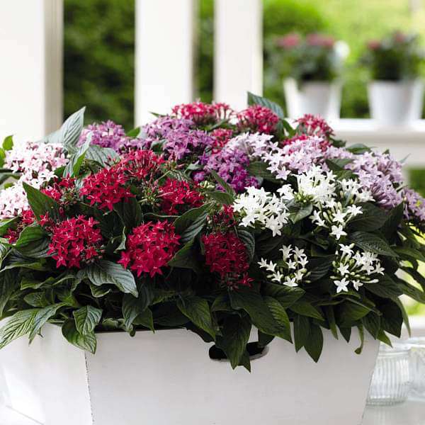 Mixed Star Pentas Flower seeds for Planting Shade Tolerant, Heirloom & GMO Free Seeds for Home Garden vegetable and garden seeds