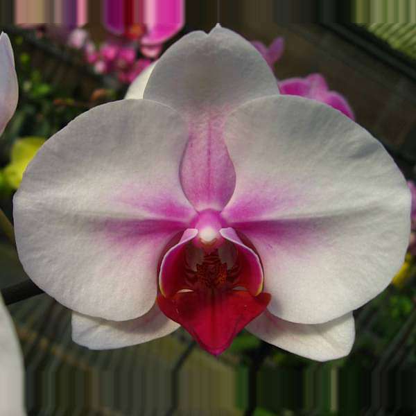 Premium White Butterfly Orchid Flower seeds for Planting Long Bloom Season, Heirloom & GMO Free Seeds for Home Garden seeds