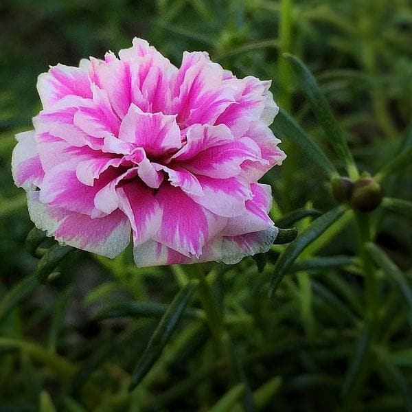 Premium Portulacaria Flower seeds for Planting Colorful Display, Heirloom & GMO Free Seeds for Home Garden seeds
