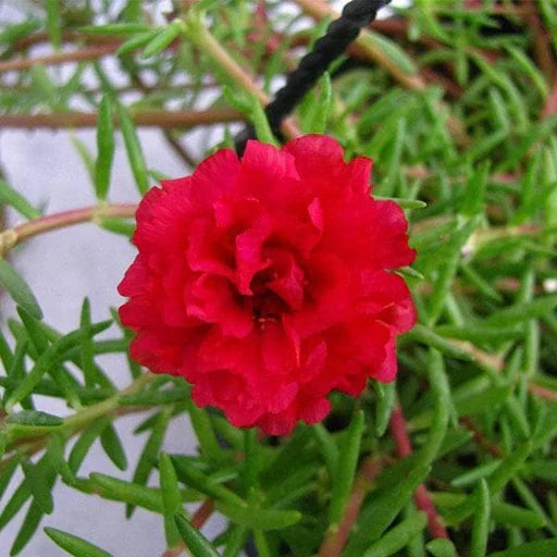 Red Portulaca Flower seeds for Planting Cottage Garden Essential, Heirloom & GMO Free Seeds for Home Garden seeds for planting