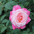 White Pink Rose Flower seeds for Planting Cottage Garden Essential, Heirloom & GMO Free Seeds for Home Garden seeds for planting