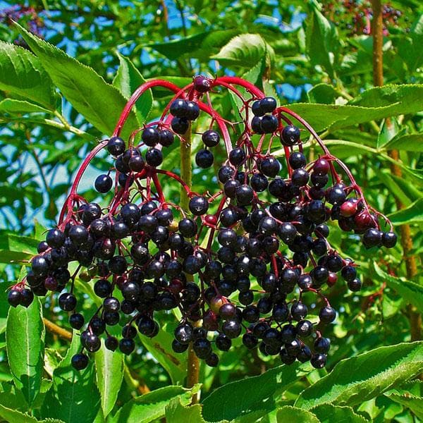 American Elderberry (Sambucus nigra) Fruit Bush Shrub Tree Seeds – Nutritious Berries & Ornamental Shrub