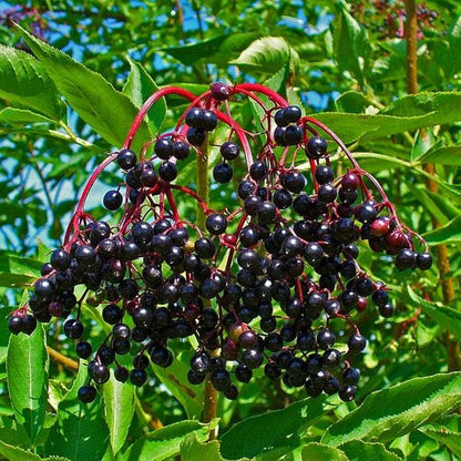 American Elderberry (Sambucus nigra) Fruit Bush Shrub Tree Seeds – Nutritious Berries & Ornamental Shrub