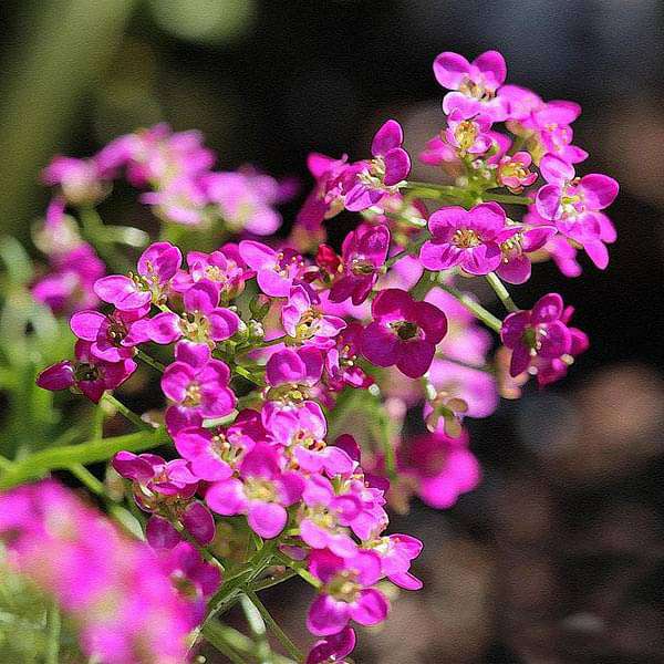 Heirloom Alyssum Flower seeds for Planting Perfect for Borders Heirloom & GMO Free Seeds for Home Garden